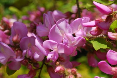 Robinia hispida 'Macrophylla' - trnovník akát - květ